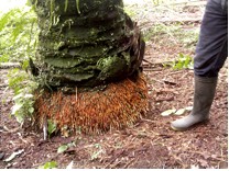 novelgro terra increase roots