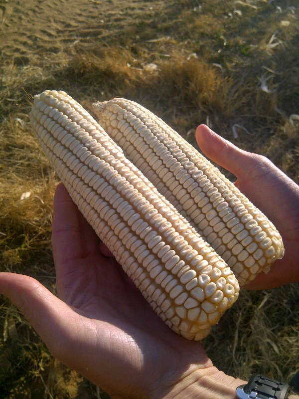 novelgro terra result on corn in north west province south africa novelgro terra result on corn in north west province south africa