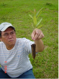 Novelgro application in Eucalyptus