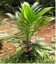 novelgro terra treatment