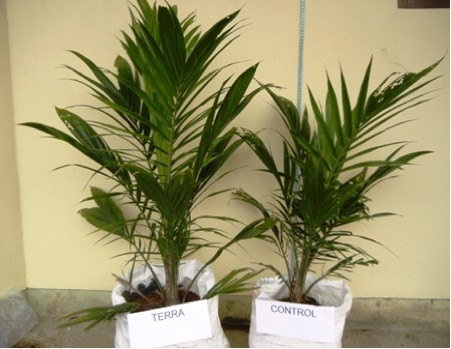 bibit sawit umur 8 bulan dengan Novelgro Terra