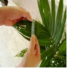 leaf area indeks perlakuan kontrol
