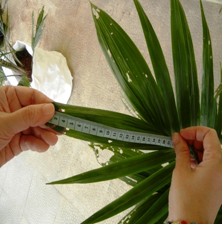 leaf area indeks perlakuan kontrol foto 2