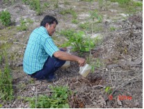 Novelgro application in eucalyptus