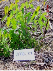 NPK Organic Novelgro application on eucalyptus