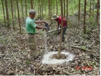 NPK Organic Novelgro on grown up eucalyptus