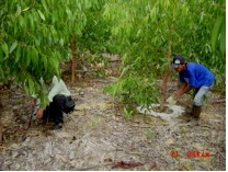 NPK Organic Novelgro on eucalyptus