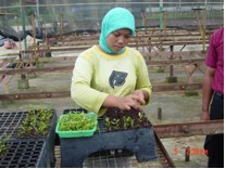 novelgro application