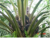novelgro perkebunan di jambi