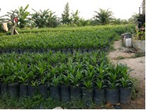 novelgro pembibitan di riau